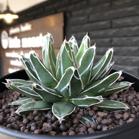 agave  笹の雪《大きめM size》※現地球発根後店主国内管理2年株※締まり良きbalanceも美しいbest size※blackプラ鉢植え
