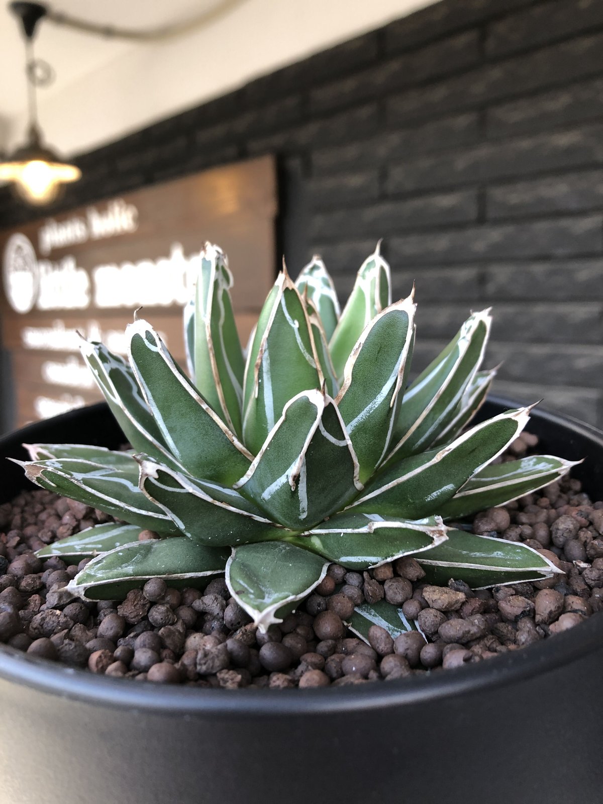 アガベ笹の雪白虎斑極氷山氷嶺 PUP agave