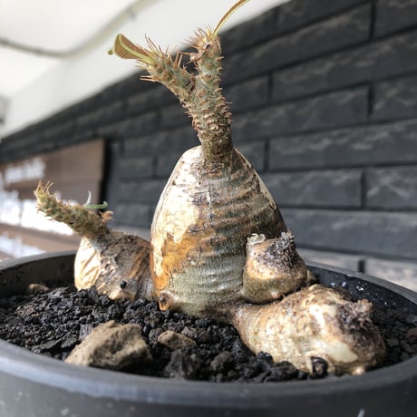 pachypodium gracilius《M size》現地焼け肌&4-he'd株※現地球発根後店主国内管理3年株※まさに🥚卵のかの如く‼️渾身の一株※mad black bowl pot植え