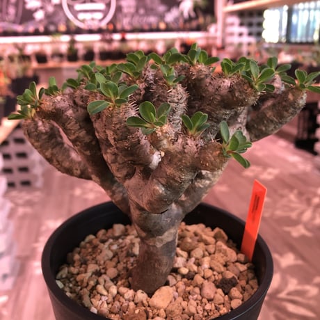 euphorbia    guillauminiana《M  size》細身でも枝数の激しい良美株‼︎