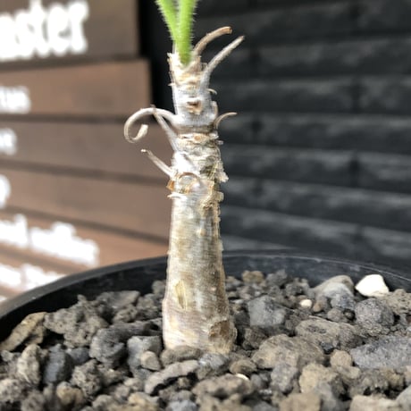 sesamothamnus rivae《大きめS size》※現地球株発根済※小振り現地球株は逆に珍しく小さくても味深さ強き表皮のメクれが堪らない一株※mad black pot植え