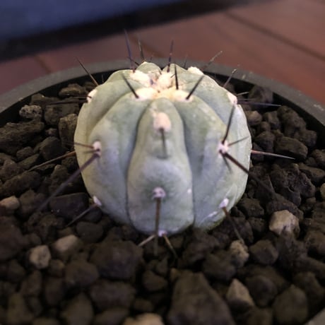 copiapoa   cinerea  黒王丸《S size》現地球株カキ仔自根株‼︎※mad black pot植え