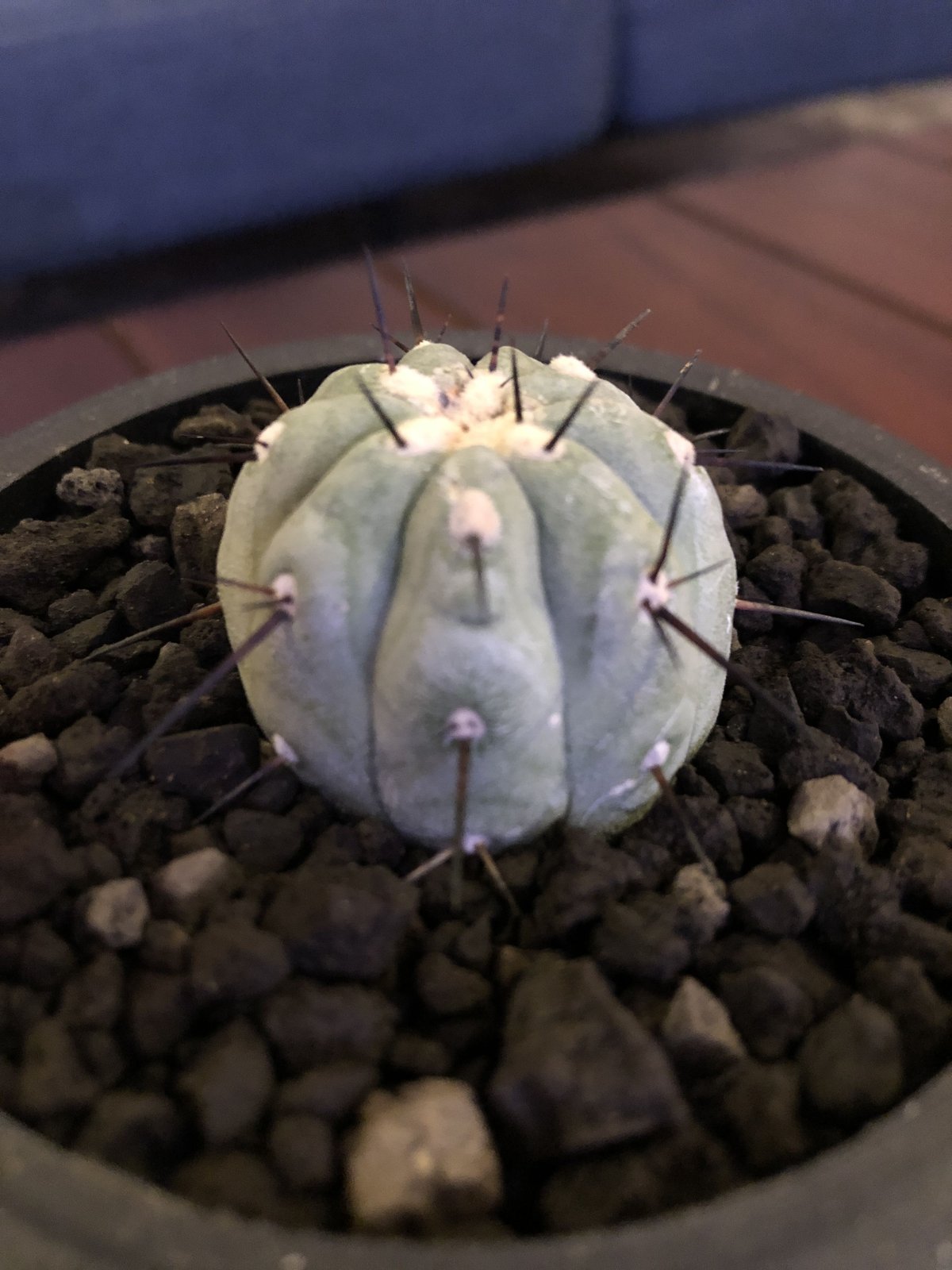 copiapoa cinerea 黒王丸《S size》現地球株カキ仔自根株‼︎※mad