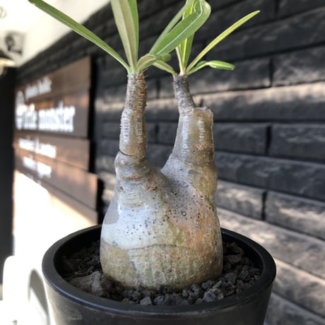 pachypodium gracilius《大きめS size》※現地球発根後店主国内管理2年株※霜降り柄のぼってり株元なバランス良き選抜株※mad black pot植え