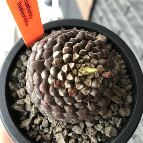 euphorbia  bupleurifolia《大きめM size 》※激まん丸株※現地球発根後店主国内管理5年株※ボコボコ肌に個体差としての球体感が堪らない一株※mad black pot植え