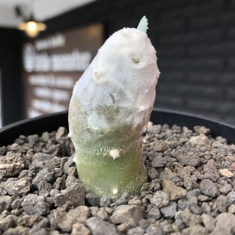 othonna   cyclophylla《大きめS size》※littmon seed🌱※白く丸々とした可愛さからの今後の成長と表皮の変色も楽しめる一株※mad black bowl pot植え