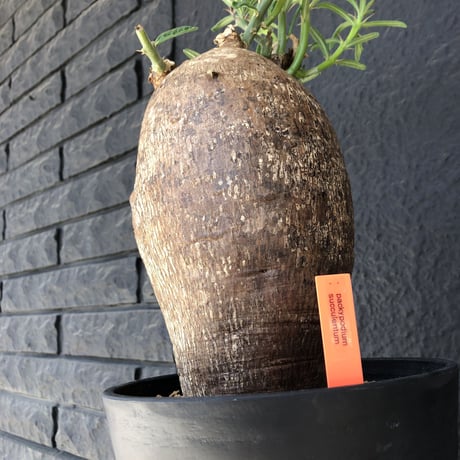 packypodium  succulentum《L L size》希少size‼︎大株！！