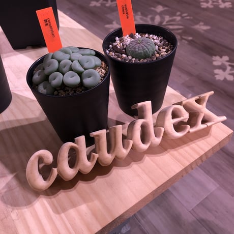 euphorbia   obesa  &  conophytum  群生🌵《set‼︎》