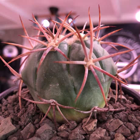 echinocactus 太平丸　var.強刺nicolii《大きめM size》※現地実生発根済株※現地実生ニコリー‼︎棘先が黒ずんだ現地らしい趣※mad black bowl pot植え