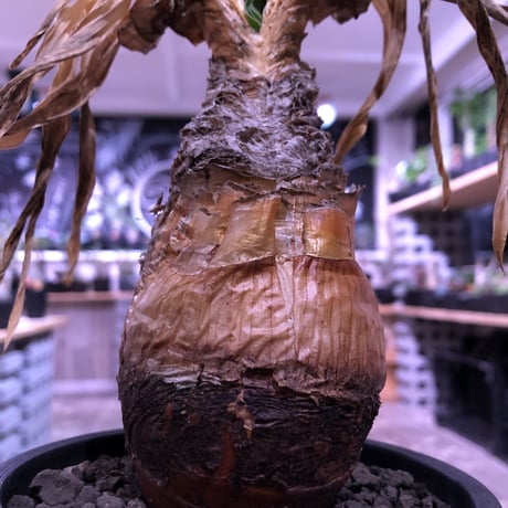 boophane   disticha  var.陽炎type‼︎《M size》※陽炎さがしっかり出てるcontrast抜群な一株‼︎mad black pot植え