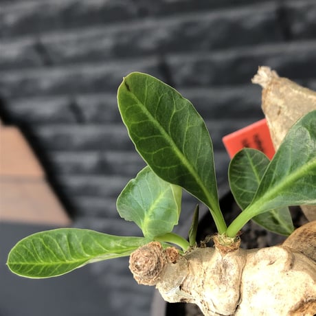 euphorbia subapoda《LL size》※現地球株発根済※中々見かけないほどbig株＆個体差としてのカラーも◎※black bowl pot植え