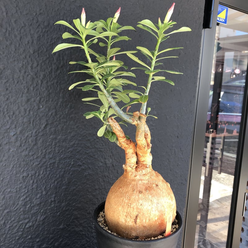 adenium obesum《LL size》現地球 発根済み株‼︎ | plants h