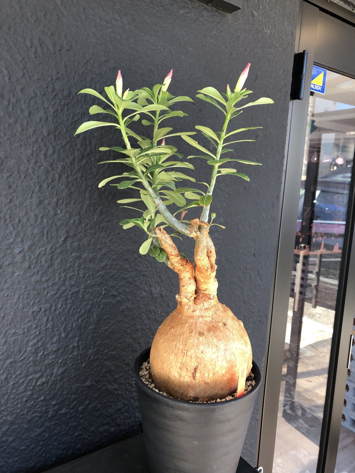 adenium obesum《LL size》現地球 発根済み株‼︎ | plants h