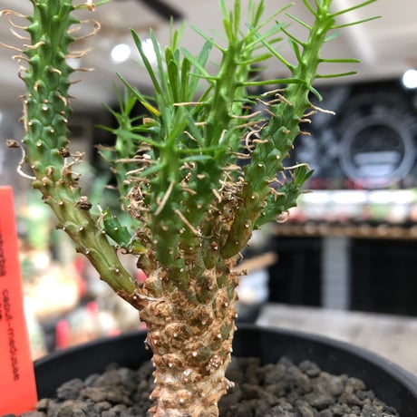 euphorbia caput-medusae 天荒竜《S size》※現地球株発根済※珍しい小振りながら整った樹形バランスと枝振りも良き一株‼︎※black bowl pot植え