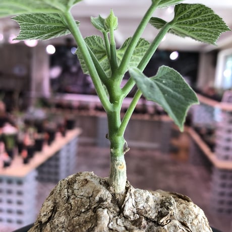 cyphostemma     pachypus《L size》