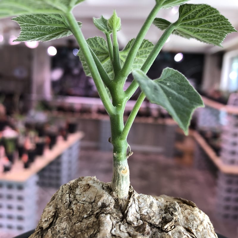 cyphostemma pachypus《L size》 | plants holic