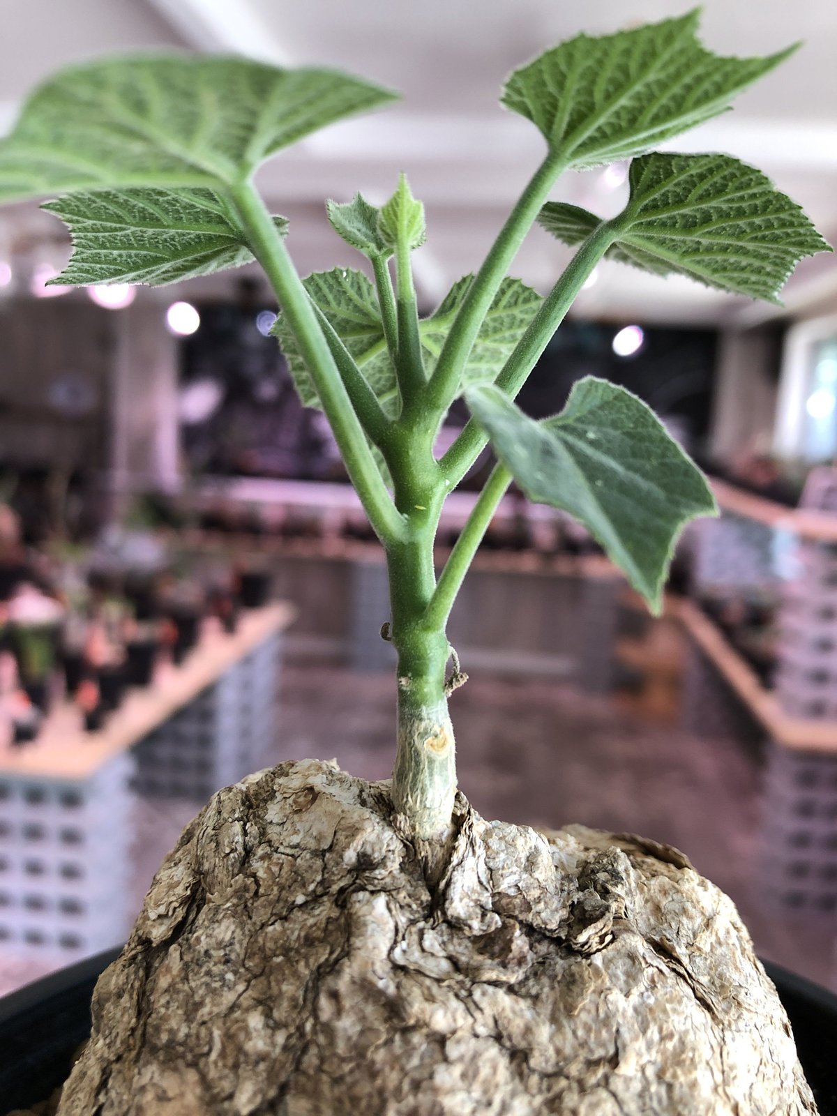 cyphostemma pachypus《L size》 | plants holic