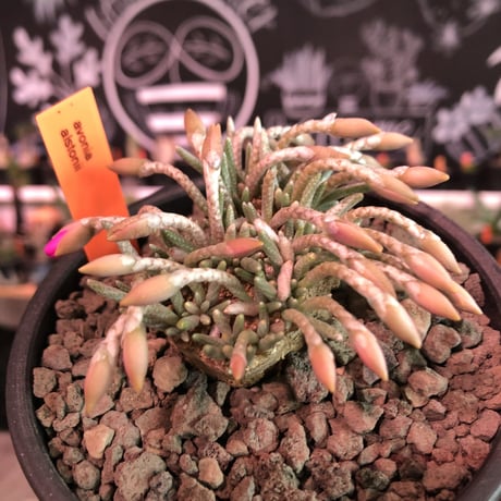 avonia   alstoni 《L L   size》※特化した大きな塊根を持つアルストニー希少大株No.①※ mad black bowl pot植え