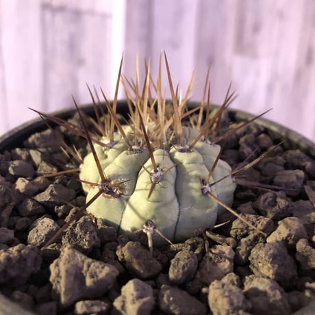 変わり黒王丸 copiapoa黒王丸 | STORES