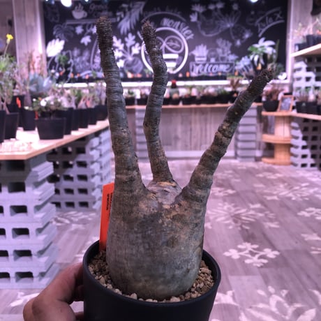 packypodium  gracilius《小さめM size》※現地球株  発根済み株‼︎  丸め株（限定11株）