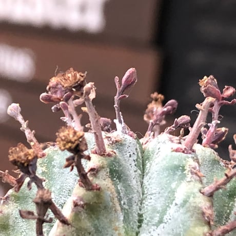 euphorbia horrida alba × valida《大きめS size》※現地球株発根済※両者の良さが相まった現地自然交配による激レア渾身の一株※black bowl pot植え