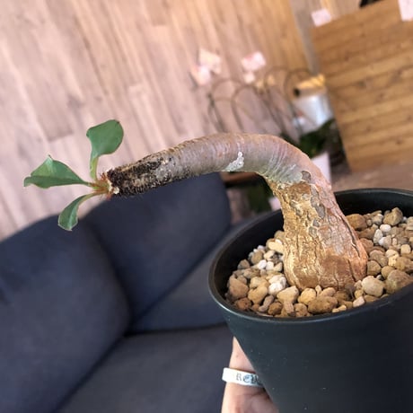euphorbia     ramena