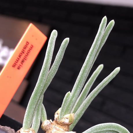 monilaria  pisiformis《大きめS size》※現地球発根後店主国内管理3年株※モニラリア属（激希少最上位種）冬型caudex※mad black pot植え