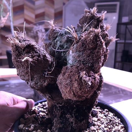 xerophyta   trichophylla《L L size》
