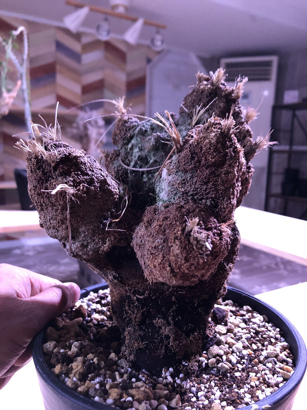 xerophyta trichophylla《L L size》 | plants hol