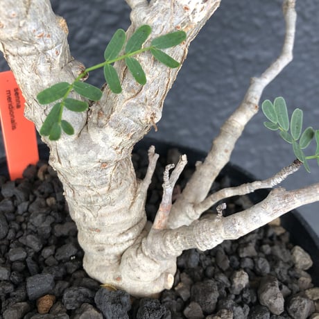 senna  meridionalis《 L  size》※現地球発根済株※店主国内管理3年株※極上の美しさと樹形バランスを持つセンナ‼︎幹幅も太く大変良株のためオススメ株‼︎※tall pot植え
