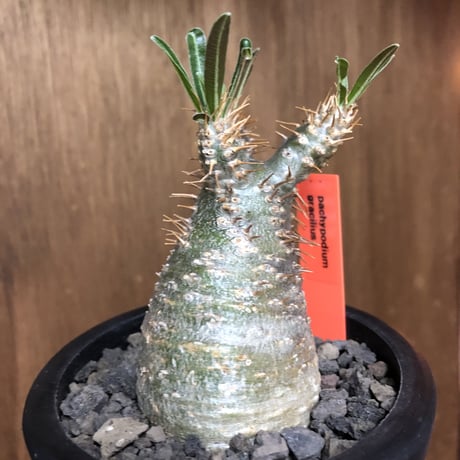 pachypodium gracilius《大きめS size》希少green肌※現地球発根後店主国内管理2年株※グリーン肌のかわいい手乗りグラキ※mad black pot植え