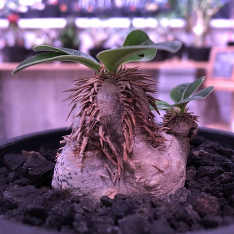 packypodium    roslatum var. eburneum（S size）現地球   発根済み株　※mad black bowl pot植え