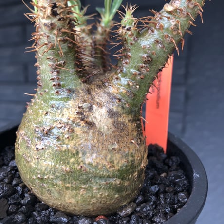 pachypodium  gracilius《大きめS size》希少‼︎green肌＆現地焼け株※現地球発根済株※店主国内管理2年株※球体よりの丸み強き良樹形※mad black pot植え