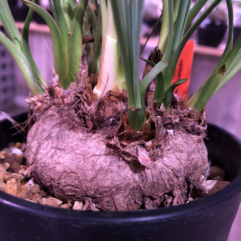 calibanus hookeri《M size》希少・極美株 ※地植え可能なフーケリー