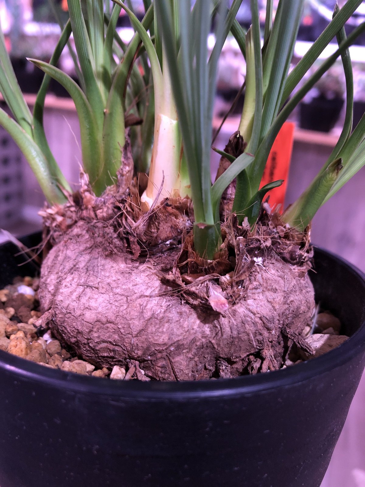 カリバナス　フーケリー　塊根植物　ドライガーデン　地植え　苗　耐寒 カリバナス フーケリー 塊根植物 ドライガーデン 地植え 苗 耐寒