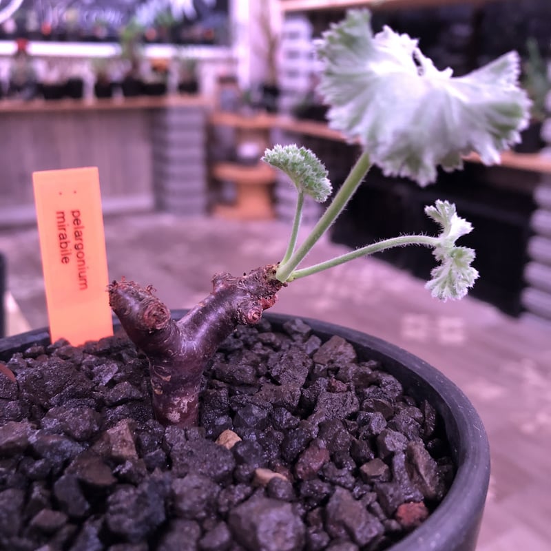 pelargonium mirabile《S size》追加第二弾‼︎ 芽吹き済み株‼︎ ...