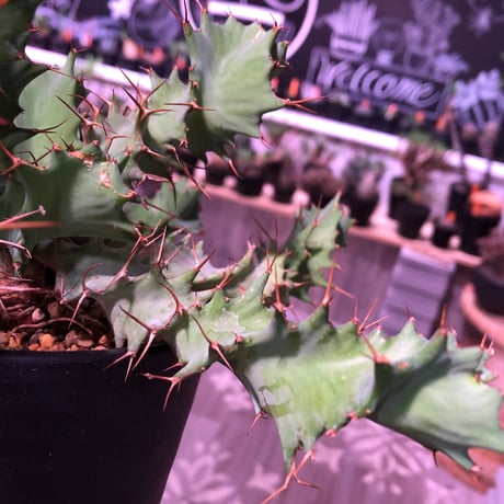 euphorbia    tortirama《M size》