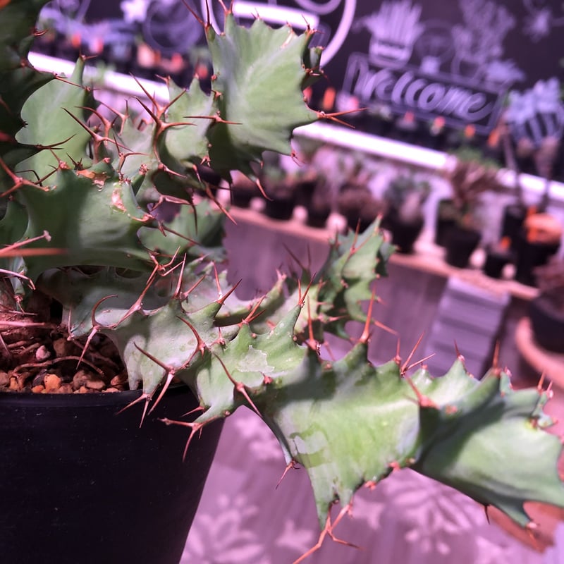 euphorbia tortirama《M size》 | plants holic euphorbia tortirama《M size》 | plants holic