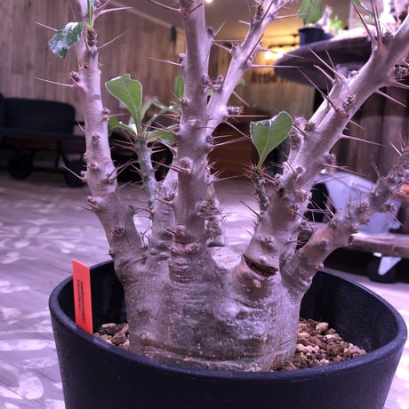 packypodium  saundersii《L L  size》発根済み株‼︎