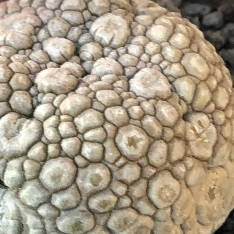 pseudolithos migiurtinus《大きめM size》驚愕‼︎激希少種※現地球発根後店主国内管理8年株※爬虫類や恐竜見たくwildな肌が堪らない‼︎※陶器浅鉢植え