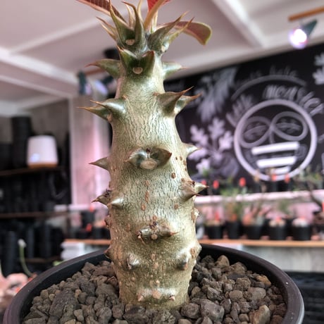 pachypodium  baronii《大きめM size》※激希少‼︎現地球発根済株※現地らしい荒いstuds棘に肌質‼︎weight低めな良樹形株※mad black pot植え