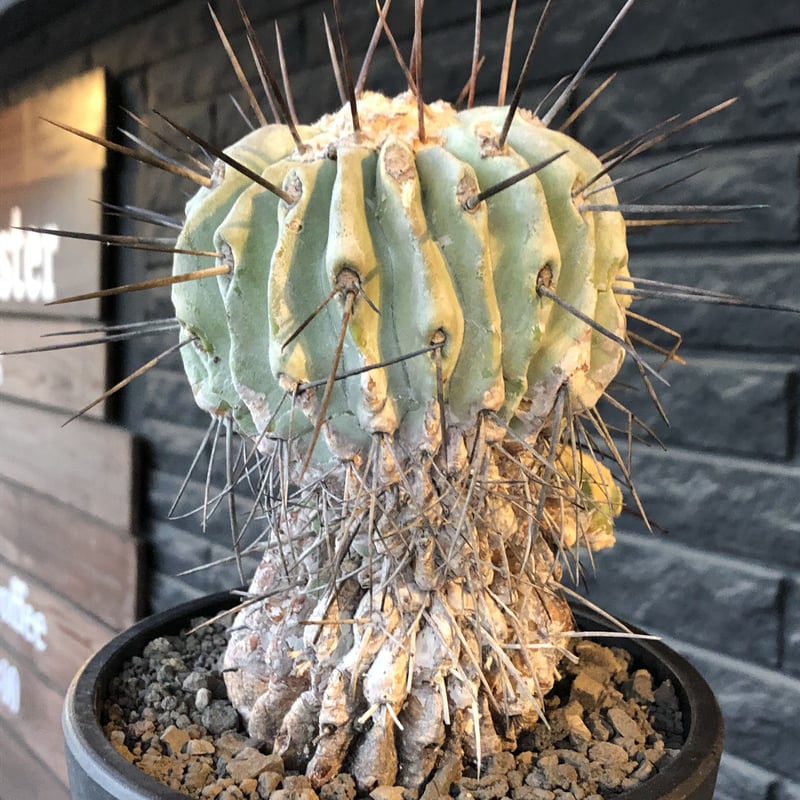 copiapoa cinerea ver.dealbata《L size》※現地球発根後店主国