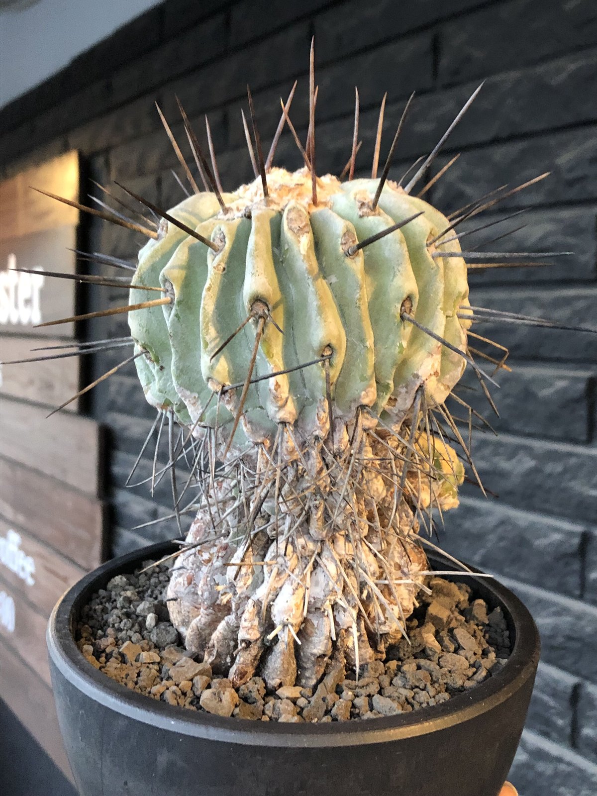 copiapoa cinerea ver.dealbata《L size》※現地球発根後店主国 copiapoa cinerea ver.dealbata《L size》※現地球発根後店主国