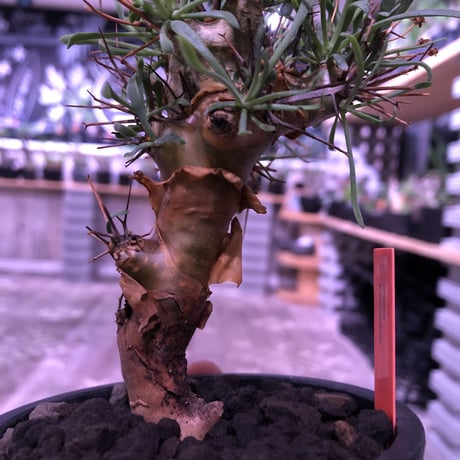 othonna   euphorbioides《M size》※幹上がり仕立てのバランス良き美株‼︎ ※mad black pot植え