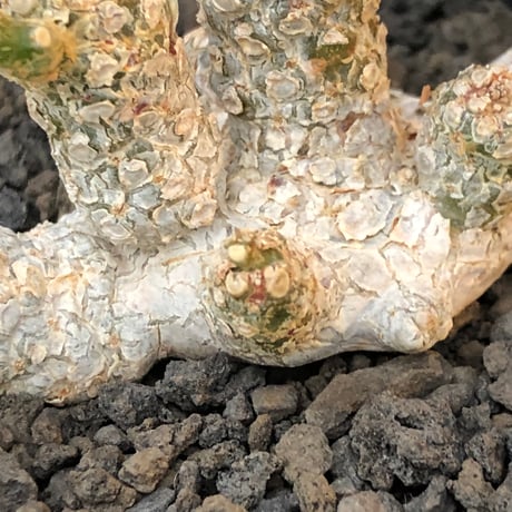 dorstenia  horwoodii《LL size》※現地球株発根済※古き良き味深い極白肌&低重心ぷっくり株元も堪らない渾身の一株‼︎※black bowl pot植え