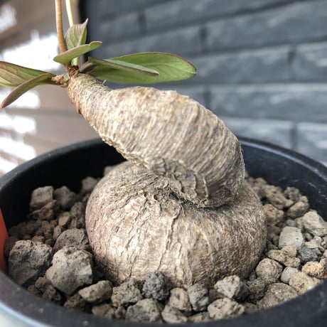 euphorbia primulifolia《大きめM size》※現地球発根後店主国内管理4年株※ぼってり樹形に絶妙balanceのウネリ枝が堪らない一株※mad black pot植え
