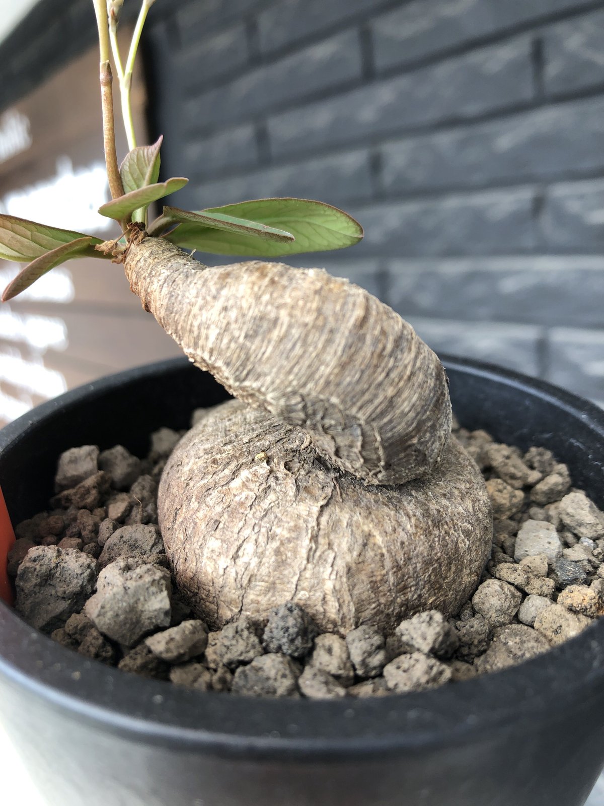 euphorbia primulifolia《大きめM size》※現地球発根後店主国内 euphorbia primulifolia《大きめM size》※現地球発根後店主国内