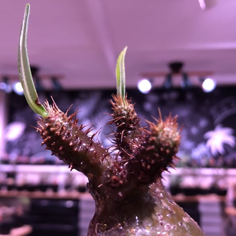 pachypodium gracilius《大きめS size》希少ニ頭枝green肌 ※現地球発根済株※店主国内管理2年株※球体&A面green肌B面現地焼け肌※mad black pot植え
