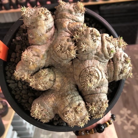 packypodium  brevicaule  恵比寿笑い《大きめM size》※現地球発根済株※個体差として荒い肌質のwild恵比寿‼︎良いsize感※mad black bowl pot植え