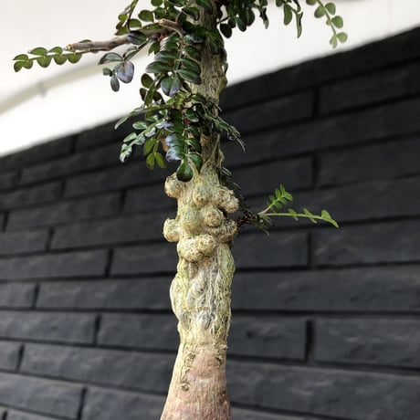 opercullicarya   decaryi  littmon  seed🌱  《9年株》※長きに渡り育て幹のボコボコも強きパワータンクもゴツいオススメ株※mad  black  pot植え